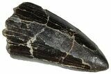 Serrated Tyrannosaur Tooth (Apical Half) - Two Medicine Formation #303597-1